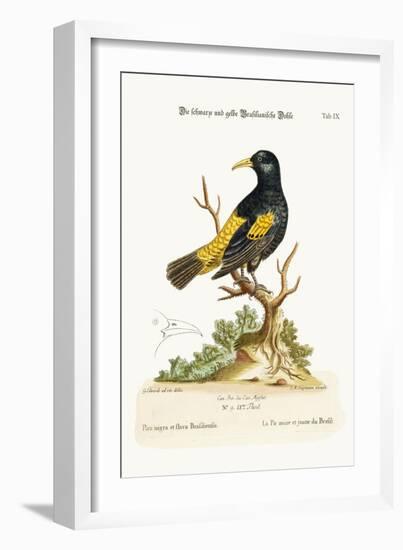 The Black and Yellow Daw of Brasil, 1749-73-George Edwards-Framed Giclee Print