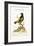 The Black and Yellow Daw of Brasil, 1749-73-George Edwards-Framed Giclee Print