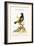 The Black and Yellow Daw of Brasil, 1749-73-George Edwards-Framed Giclee Print