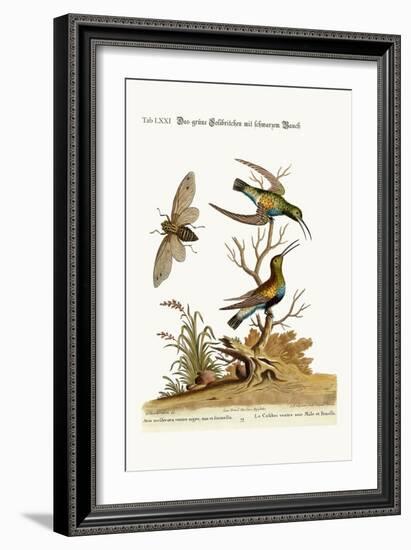 The Black-Bellied Green Hummingbird, 1749-73-George Edwards-Framed Giclee Print