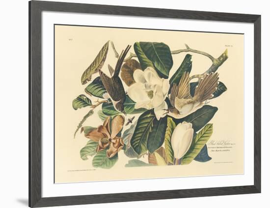 The Black Billed Cuckoo-John James Audubon-Framed Premium Giclee Print