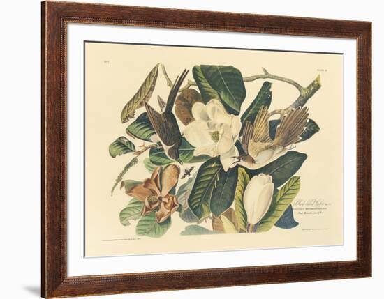 The Black Billed Cuckoo-John James Audubon-Framed Premium Giclee Print
