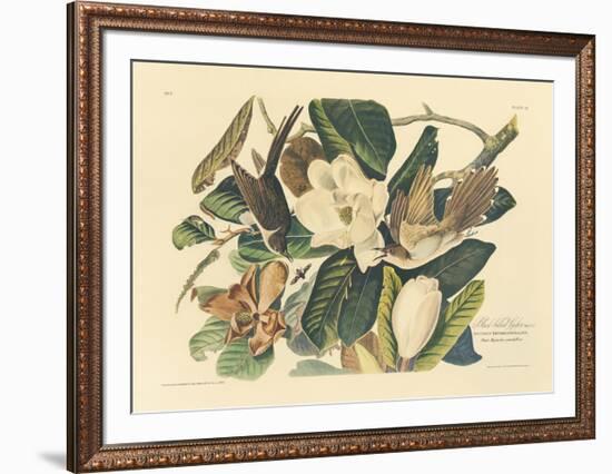 The Black Billed Cuckoo-John James Audubon-Framed Premium Giclee Print