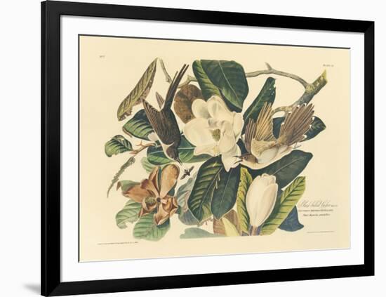 The Black Billed Cuckoo-John James Audubon-Framed Premium Giclee Print