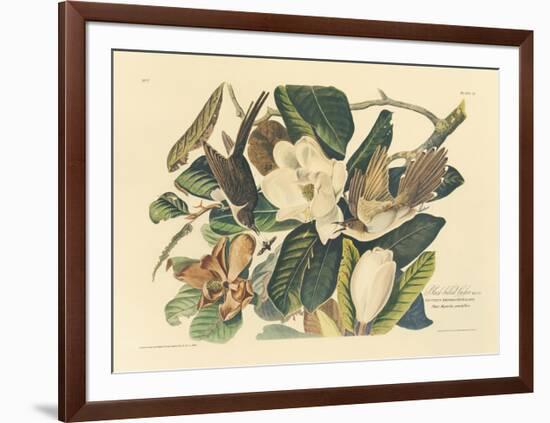 The Black Billed Cuckoo-John James Audubon-Framed Premium Giclee Print