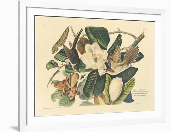 The Black Billed Cuckoo-John James Audubon-Framed Premium Giclee Print