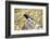 The black-billed magpie, is a bird in the crow family that inhabits the western half of North Ameri-Richard Wright-Framed Photographic Print