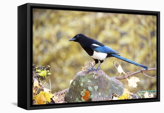 The black-billed magpie, is a bird in the crow family that inhabits the western half of North Ameri-Richard Wright-Framed Premier Image Canvas