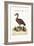 The Black-Billed Whistling Duck, 1749-73-George Edwards-Framed Giclee Print