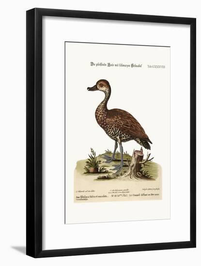 The Black-Billed Whistling Duck, 1749-73-George Edwards-Framed Giclee Print