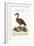 The Black-Billed Whistling Duck, 1749-73-George Edwards-Framed Giclee Print