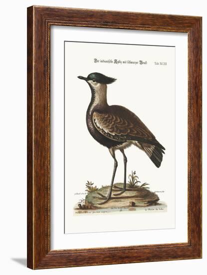 The Black-Breasted Indian Plover, 1749-73-George Edwards-Framed Giclee Print