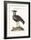 The Black-Breasted Indian Plover, 1749-73-George Edwards-Framed Giclee Print