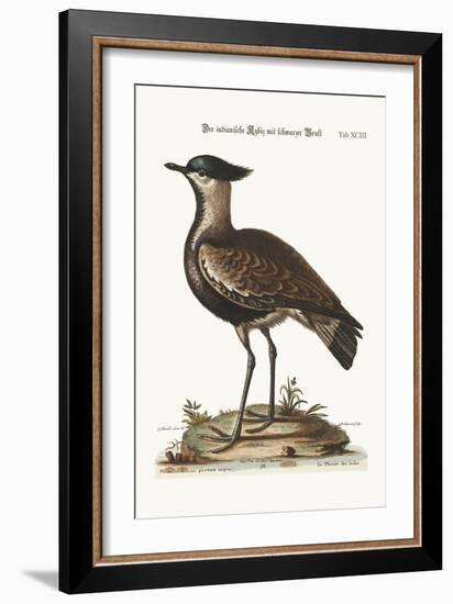The Black-Breasted Indian Plover, 1749-73-George Edwards-Framed Giclee Print