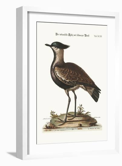 The Black-Breasted Indian Plover, 1749-73-George Edwards-Framed Giclee Print