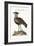 The Black-Breasted Indian Plover, 1749-73-George Edwards-Framed Giclee Print