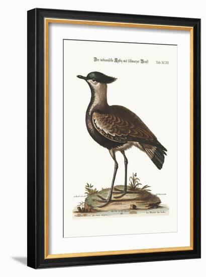 The Black-Breasted Indian Plover, 1749-73-George Edwards-Framed Giclee Print