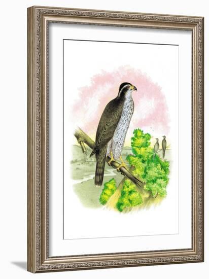 The Black-Cap Hawk-Theodore Jasper-Framed Art Print