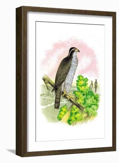 The Black-Cap Hawk-Theodore Jasper-Framed Art Print