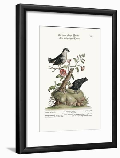 The Black-Capped Manakin, and the White-Capped Manakin, 1749-73-George Edwards-Framed Giclee Print