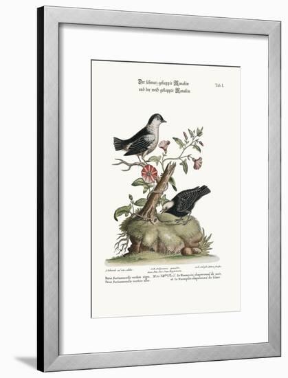 The Black-Capped Manakin, and the White-Capped Manakin, 1749-73-George Edwards-Framed Giclee Print