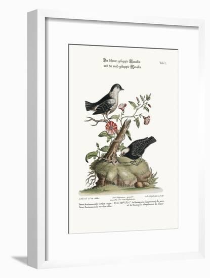 The Black-Capped Manakin, and the White-Capped Manakin, 1749-73-George Edwards-Framed Giclee Print