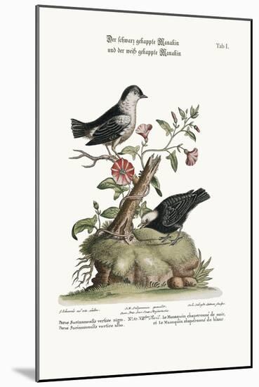 The Black-Capped Manakin, and the White-Capped Manakin, 1749-73-George Edwards-Mounted Giclee Print