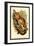 The Black-Eared Mouse Lemur-Sir William Jardine-Framed Art Print