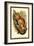 The Black-Eared Mouse Lemur-Sir William Jardine-Framed Art Print