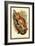 The Black-Eared Mouse Lemur-Sir William Jardine-Framed Art Print