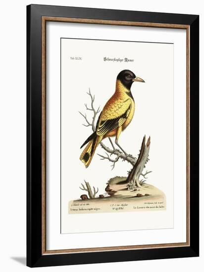 The Black-Headed Indian Icterus, 1749-73-George Edwards-Framed Giclee Print