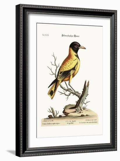 The Black-Headed Indian Icterus, 1749-73-George Edwards-Framed Giclee Print