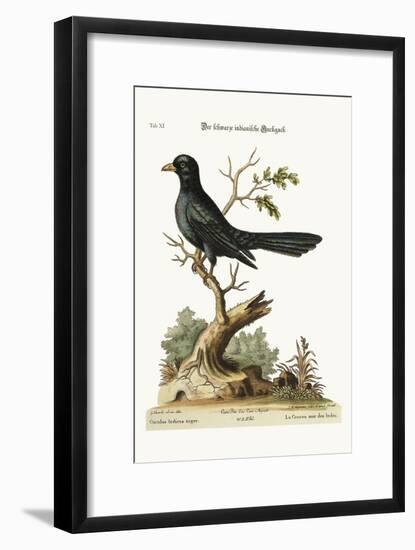 The Black Indian Cuckow, 1749-73-George Edwards-Framed Giclee Print