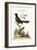The Black Indian Cuckow, 1749-73-George Edwards-Framed Giclee Print