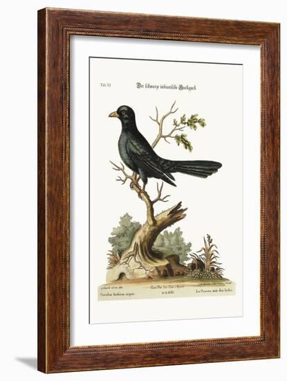 The Black Indian Cuckow, 1749-73-George Edwards-Framed Giclee Print