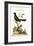 The Black Indian Cuckow, 1749-73-George Edwards-Framed Giclee Print