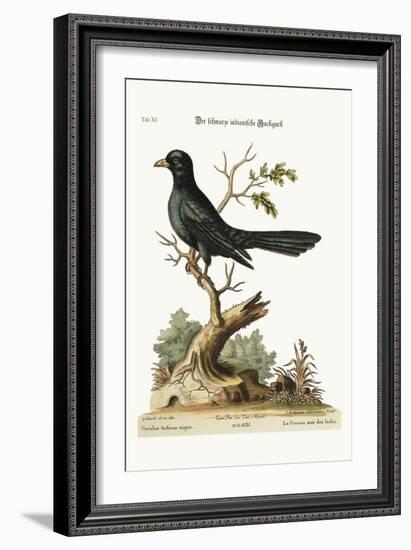 The Black Indian Cuckow, 1749-73-George Edwards-Framed Giclee Print