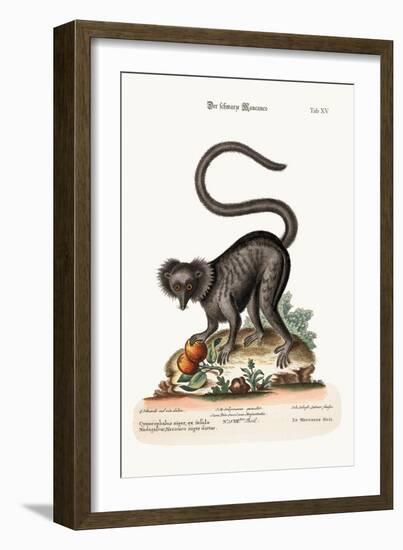 The Black Maucauco, 1749-73-George Edwards-Framed Giclee Print