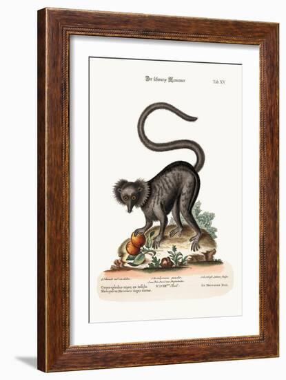The Black Maucauco, 1749-73-George Edwards-Framed Giclee Print