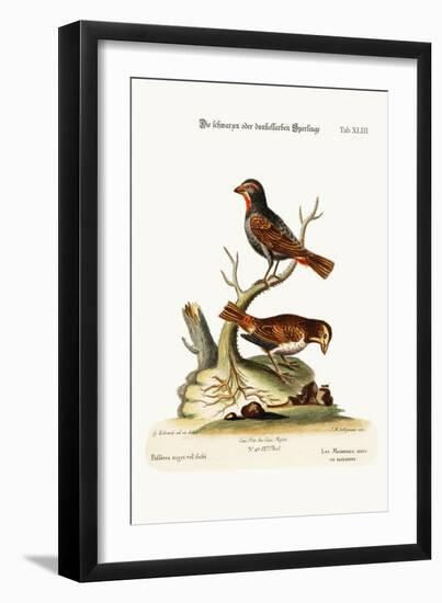 The Black or Dusky Sparrows, 1749-73-George Edwards-Framed Giclee Print