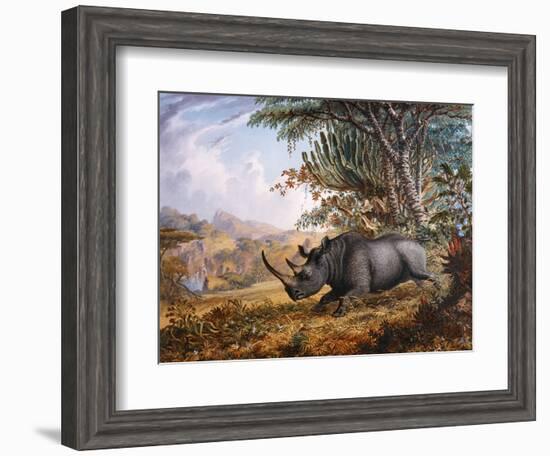 The Black Rhinoceros Charging-Thomas Baines-Framed Photographic Print