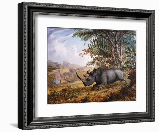 The Black Rhinoceros Charging-Thomas Baines-Framed Photographic Print