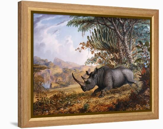 The Black Rhinoceros Charging-Thomas Baines-Framed Premier Image Canvas