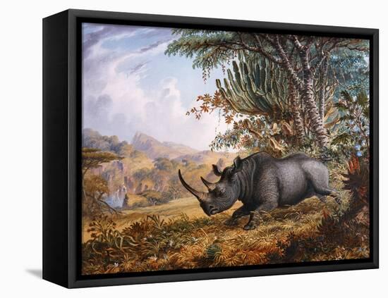 The Black Rhinoceros Charging-Thomas Baines-Framed Premier Image Canvas