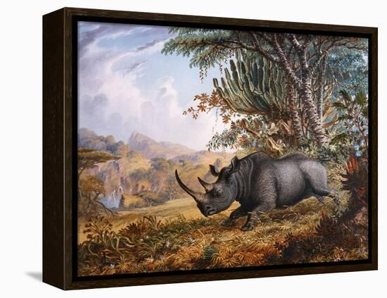 The Black Rhinoceros Charging-Thomas Baines-Framed Premier Image Canvas