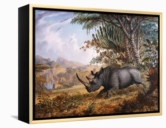 The Black Rhinoceros Charging-Thomas Baines-Framed Premier Image Canvas