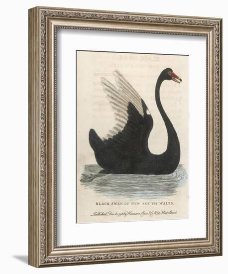 The Black Swan of New South Wales-Harrison Cluse-Framed Photographic Print