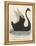 The Black Swan of New South Wales-Harrison Cluse-Framed Premier Image Canvas