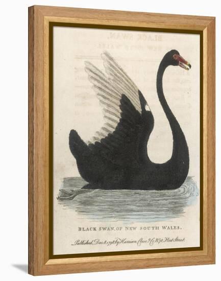 The Black Swan of New South Wales-Harrison Cluse-Framed Premier Image Canvas