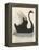 The Black Swan of New South Wales-Harrison Cluse-Framed Premier Image Canvas